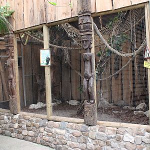 Enclosure Pygmy marmoset