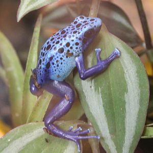 Blue dart frog