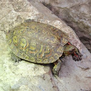 Central American wood-turtle - Rhinoclemmys pulcherrima