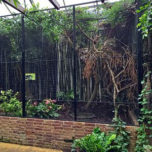 Aviary Green aracari