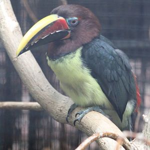 Green aracari