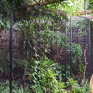 Aviary Silvery-cheeked hornbill