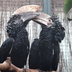 Silvery-cheeked hornbill-pair