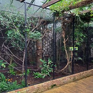 Coleto - Hill myna aviaries