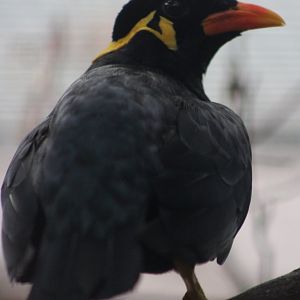 Hill myna