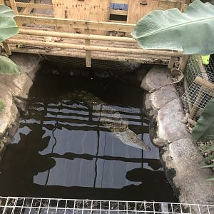 Nile Crocodile
