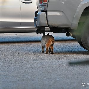 male bobcat kitten in parking lot