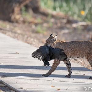 female bobcat with American coot
