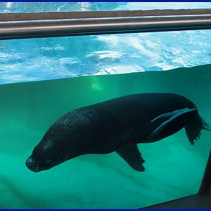 Sea Lion at São Paulo Aquarium