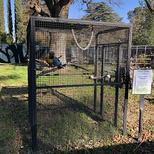 Julio, blue-and-gold macaw aviary (new)