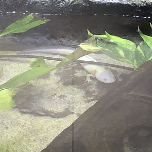 Axolotl (new)