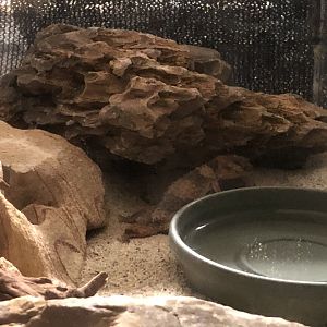 Rough knob-tailed gecko (new)