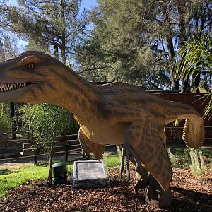 Utahraptor animatronic (new & temporary)