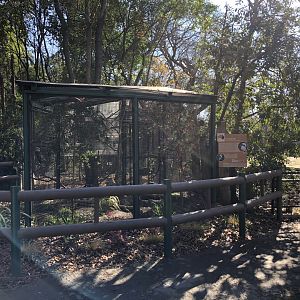 Laughing kookaburra aviary (new)