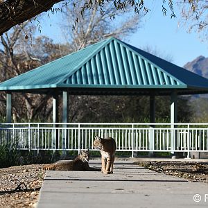 mother bobcat and male kitten