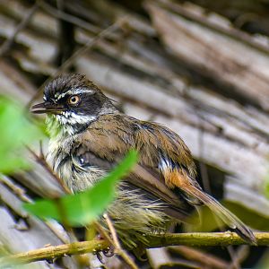 White-browed Scrubwren