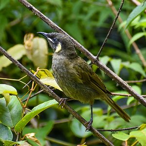 Lewin's Honeyeater
