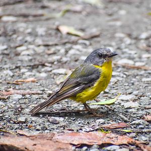 Eastern Yellow Robin