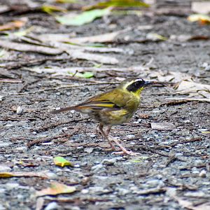 Yellow-throated Scrubwren