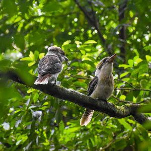 Kookaburras in the Rainforest