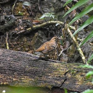 Russet-tailed Thrush