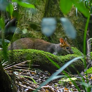 Red-legged Pademelon