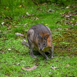 Red-necked Pademelon