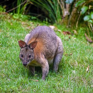 Red-necked Pademelon