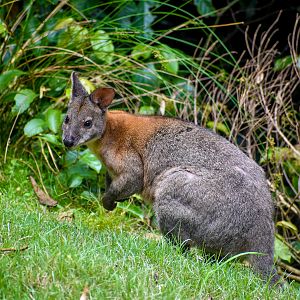 Red-necked Pademelon