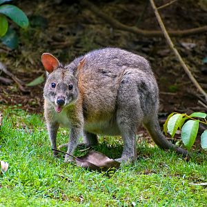 Red-necked Pademelon Joey