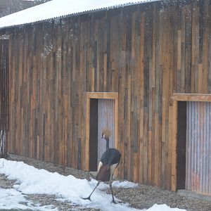 New Crane Exhibit Design