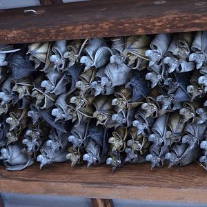 Old Bats from South America Building