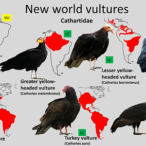 New World Vultures distribution maps