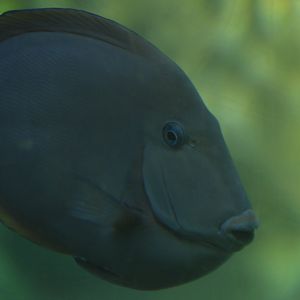 Acanthurus bahianus