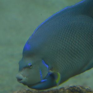 Holacanthus bermudensis