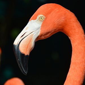 Phoenicopterus ruber