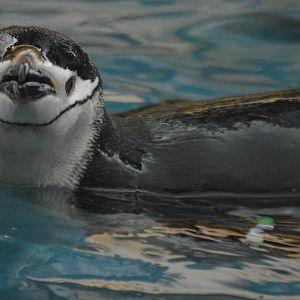 Pygoscelis antarctica