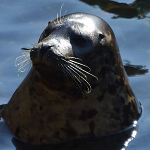 Phoca vitulina concolor