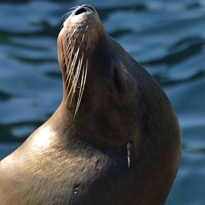 Zalophus californianus
