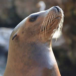 Zalophus californianus