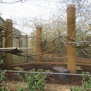 Geoffroy's Marmoset/Six-banded Armadillo Exhibit