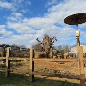 African Elephant Exhibit (Part)