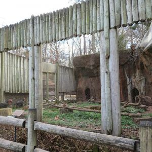 Southern Ground Hornbill Exhibit