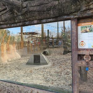 Bat-eared Fox Exhibit (Part)