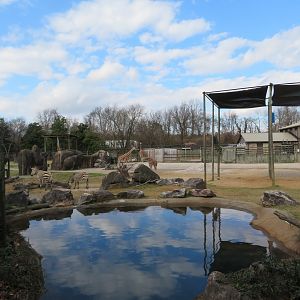 Giraffe and Zebra Exhibit (Part)