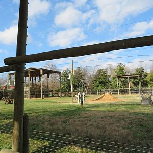 Giraffe and Zebra Exhibit (Part)