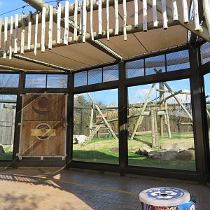 Baboon Viewing Window