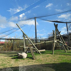 Hamadryas Baboon Exhibit