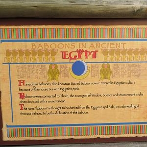 Baboons in Egypt Signage