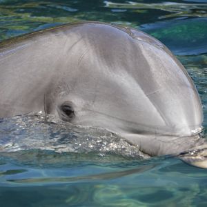 Tursiops truncatus truncatus